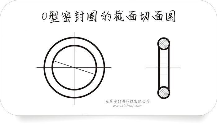 O型密封圈的截面切面图4